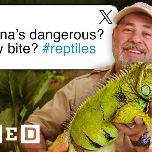 Reptile Expert Answers Reptile Questions From Twitter | Tech Support | WIRED