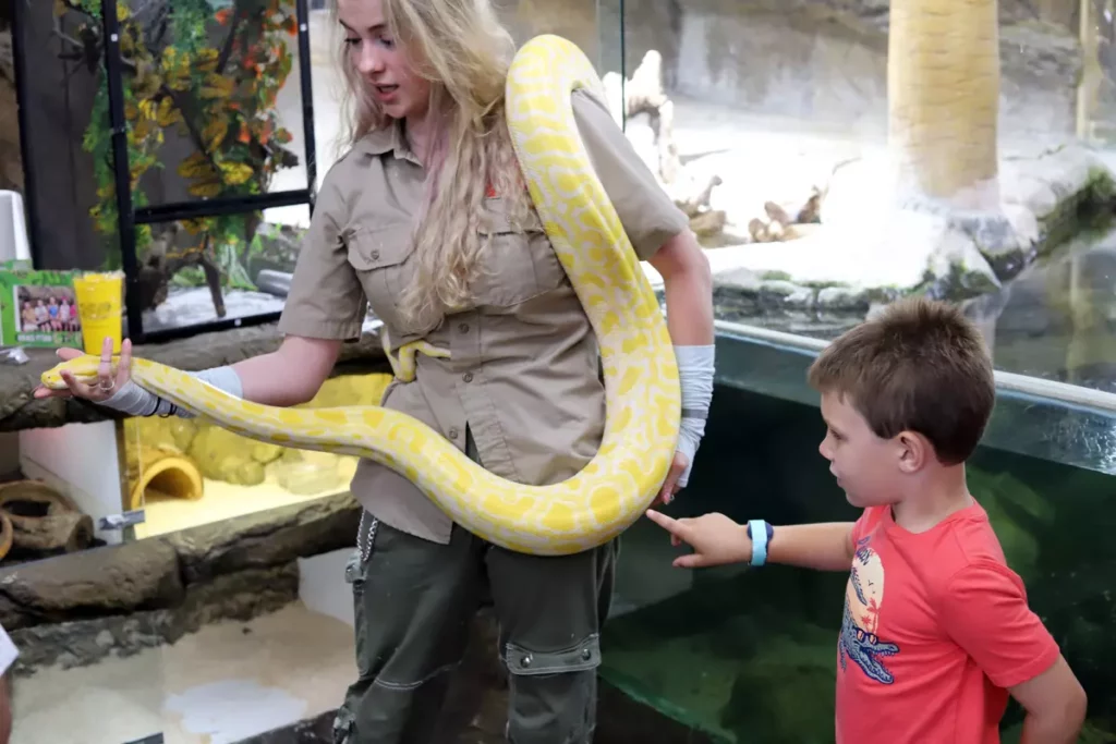 Sam Carter, a reptile handler, shows guests a Burmese python named Banana at the Reptile Zoo in Fountain Valley on Monday.
(James Carbone)
